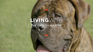 ALL ABOUT LIVING WITH ENGLISH MASTIFFS [upl. by Chrisman]