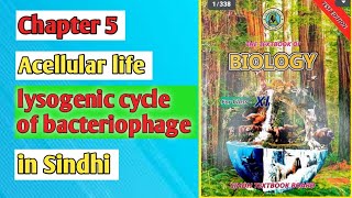 lysogenic cycle of bacteriophage class 11 biology Sindh board [upl. by Joceline]