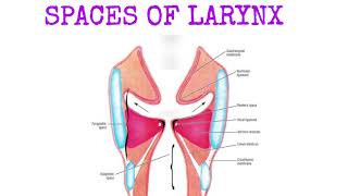 spaces of larynxanatomyoflarynxlaryngealspacesreinkesspace [upl. by Basile]