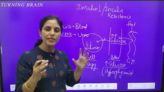 Pathophysiology of Diabetes Mellitus [upl. by Aneleh]