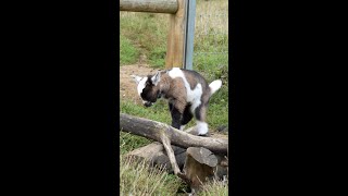 Baby goat parkour 🐐 [upl. by Adnilec633]