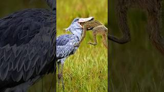 The Patient Predator Hunting Tactics of the Shoebill Bird Shoebill birds shorts [upl. by Sissie]