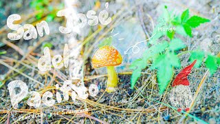 SAN JOSÉ DEL PACÍFICO un lugar MÁGICO en Oaxaca 🍄🧚🏻‍♀️  4K [upl. by Ahsinert]