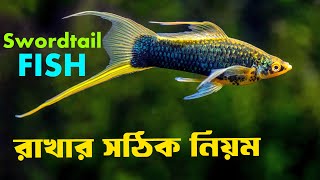 Swordtail মাছের যা জানতেই হবে  Swordtail Fish Complete Care Guide in Bengali  ​⁠ [upl. by Nabila395]