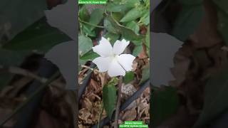 Thunbergia fragrans  Acanthaceae Family plantidentification plantsystematics [upl. by Miner520]