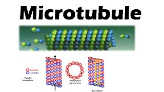 Microtubules and microfilaments  assembly and function [upl. by Nolur]