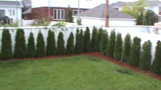 Thuja occidentalis Smaragd Cedar Hedge  1 year old [upl. by Udell]