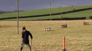 Graylees Flute Wins Ayrshire Nursery Sheepdog Trials League [upl. by Bain941]