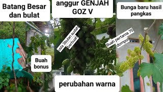 Anggur Goz v  Update 5bulan setelah grounding 3bulan sudah berbuah [upl. by Quickman399]