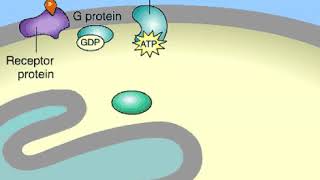 Trasduzione del segnale e sintesi di cAMP [upl. by Mathis]