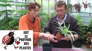 Tuto Jardinage chlorophytum Comment faire lEntretien et larrosage Plantes vertes dintérieur [upl. by Renzo641]