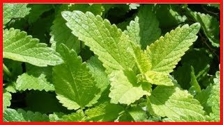 9 herbes pour calmer les nerfs et l’anxiété [upl. by Gearalt673]