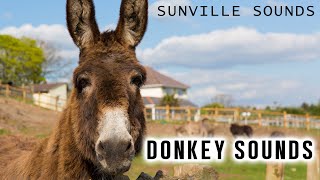 10 Hours of Donkey Sounds  Animal Sounds with Peter Baeten [upl. by Ambler]