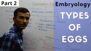 Types of Eggs in Embryology  Isolecithal Telolecithal Centrolecithal [upl. by Cherin]