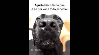 Vai um biscoitinho importado animaisdublados humor comedia [upl. by Iliak]