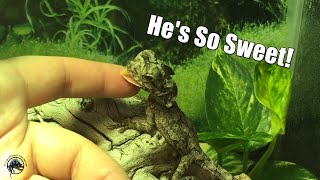 How To Take Care of a Frilled Dragon 🐉 And Why You Need One in Your Life [upl. by Patrice821]