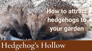 How to attract Hedgehogs into your Garden  Hedgehogs Hollow [upl. by Mata]