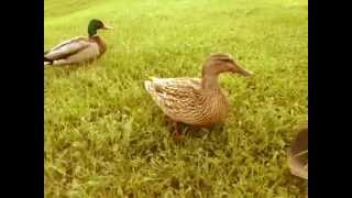 Petits canards au parc Maisonneuve [upl. by Schofield]