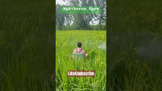 Npk 0050  Boron 20 Spre in Paddy Crop fertilizerexpert agriculture fungicide fefamily [upl. by Aydni375]