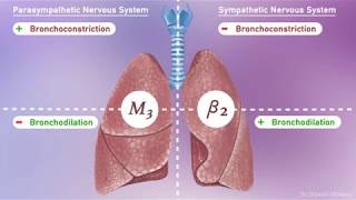 Duolin 3 Respules  lpratropium Bromide and Levosalbutamol Respirator Solution Uses  Duolin 3 uses [upl. by Annehcu]