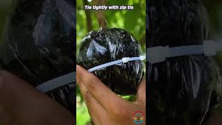 How to air layering lychee tree  propagation lychee trees airlayering ytshortsindia ytshortsai [upl. by Viquelia]