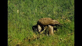 HOBOS Buizerd foerageert op de berm vd drukke N74 [upl. by Assilac2]