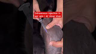 Intravenous injection in ear vein l dr Umar khan [upl. by Anileme]