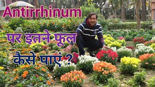 Antirrhinum मे इस तरह से बहूत सारे फूल पाने का तरीका जानिए  Get Maximum flowers in Antirrhi [upl. by Rosie]