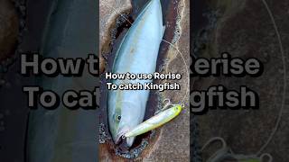 Tips  catching Kingfish using Rerise sinking stickbait [upl. by Ecylahs204]