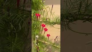 Cypress Vine gardendecorflowersgardennaturegardeningplantloverviralplantviralplantflowers [upl. by Steffin994]