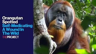 Orangutan Spotted SelfMedicating A Wound In The Wild [upl. by Lynette]