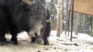 Alaska Zoo Yaks [upl. by Laurena220]