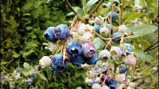 Highbush blueberry  Vaccinium corymbosum  Huckleberry  borówka amerykańska [upl. by Lamdin406]