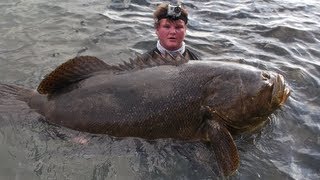 Monster Jewfish  Goliath Grouper Bridge Fishing [upl. by Koah]