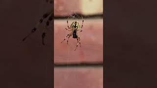 Spider catch house fly  housefly  nature spiderman viralvideo nature shorts [upl. by Sherrie6]