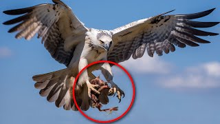 HARPY EAGLE Fascinating Facts in a 8Minute DOCUMENTARY Hunting Diet Size Habitat [upl. by Gregorio]