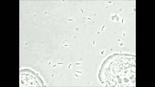 mBio  GlycanForaging Systems Reveal the Adaptation of Capnocytophaga canimorsus to the Dog Mouth [upl. by Yelad]