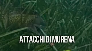 TIRI PAZZESCHI E ATTACCHI DI MURENE PESCASUB [upl. by Zedecrem]