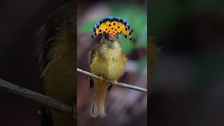 Royal Flycatcher bird dazzles with its vibrant crest rainforest home and hanging nests nature [upl. by Potts815]