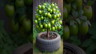 New Jujube Grafting Secrets to Boost Your Harvest farming gardening [upl. by Eneli]