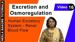 Excretion and Osmoregulation  NEET  Human Excretory System  Renal Blood Flow  Neela Bakore [upl. by Trumaine]