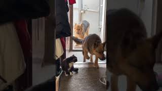 These dogs invited a cat over to the house [upl. by Assetnoc]