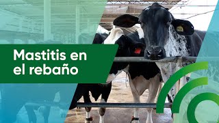 Ourofino En Campo I Mastitis en el rebaño [upl. by Aseral]