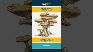 🇬🇧🇷🇴 fungus  ciuperca  vocabulary builder  learn English  să învățăm engleza [upl. by Acinor737]