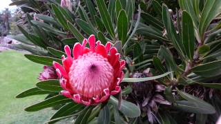 Protea  Pink Ice  sugarbushes HD 01 [upl. by Carilyn]