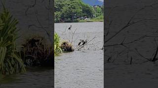 Lake birds Water Birds in lake ranthaliya kurunegala Great Cormorant diyakava [upl. by Wade524]