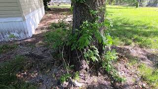 Chinese Wisteria Invasive in Central Florida Zone 9b [upl. by Ylurt]