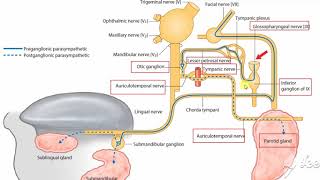 Parotid gland nerve supply 3 [upl. by Notlit]