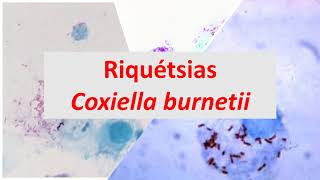 Microbiologia Médica Riquétsias e Coxiella burnetti [upl. by Bergin]