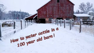 How to water cattle in 100 year old barn farming beef [upl. by Nauqel]